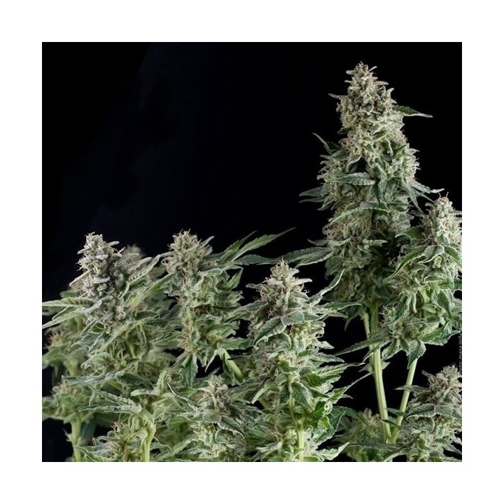 Northern Lights Autofloreciente Feminizada de Pyramid Seeds