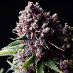 Purple Autofloreciente Feminizada de Pyramid Seeds