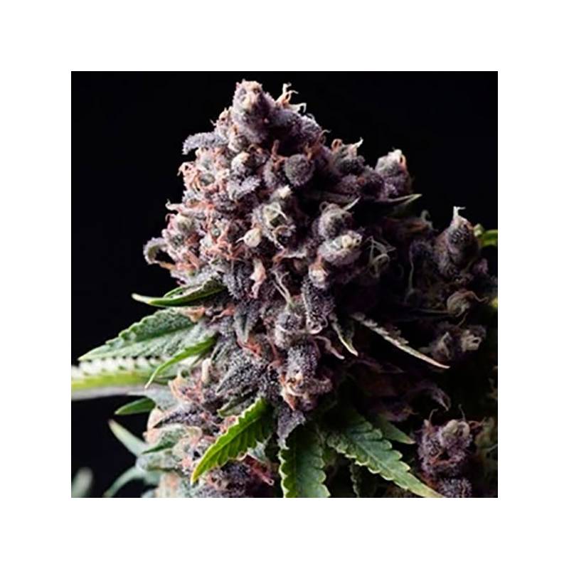 Purple Autofloreciente Feminizada de Pyramid Seeds