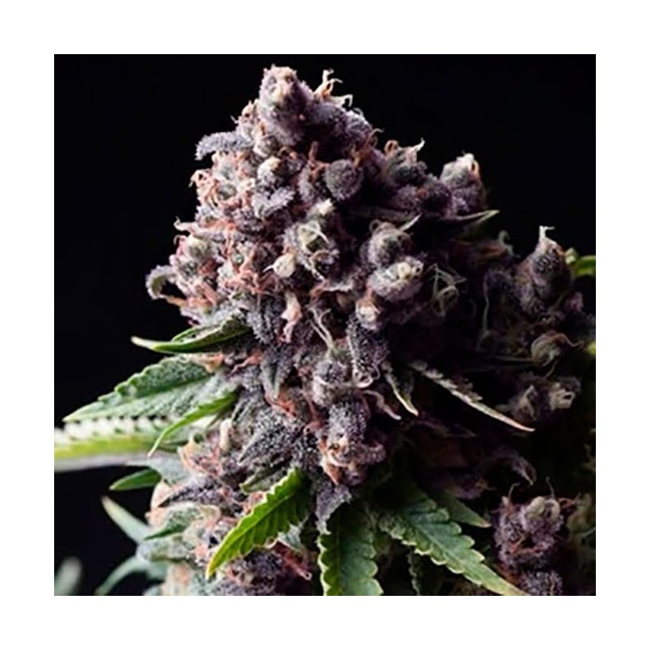 Purple Autofloreciente Feminizada de Pyramid Seeds