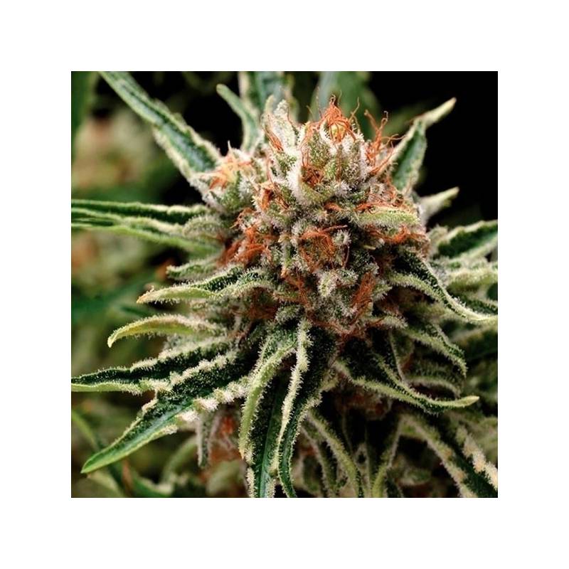 Shark Autofloreciente Feminizada de Pyramid Seeds