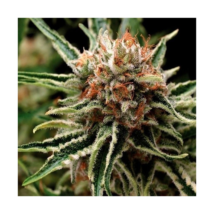 Shark Autofloreciente Feminizada de Pyramid Seeds