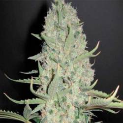 White Widow X Big Bud Feminizada de Female Seeds