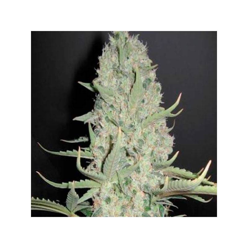 White Widow X Big Bud Feminizada de Female Seeds