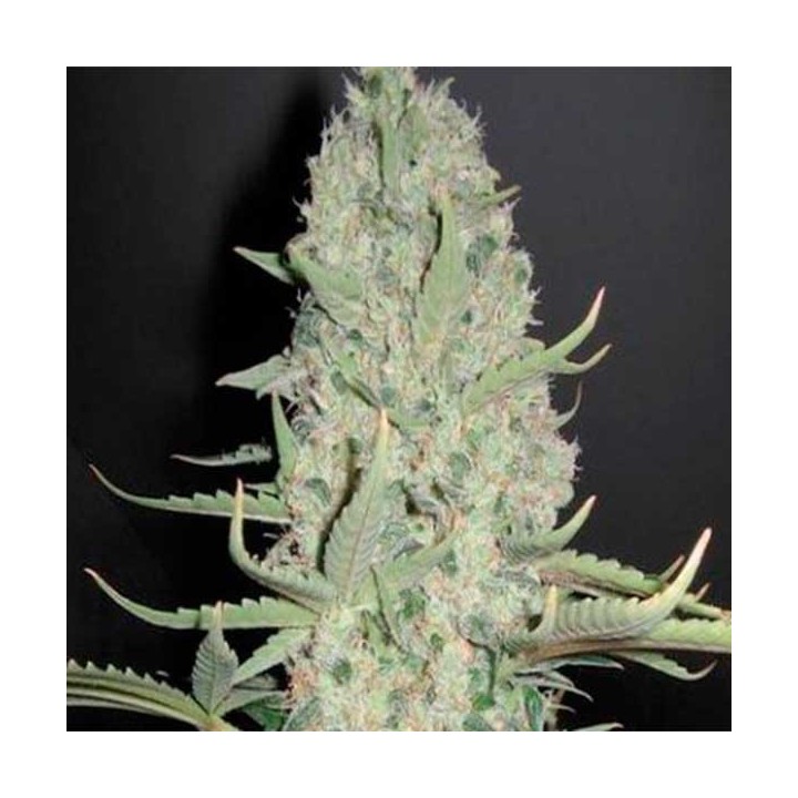 White Widow X Big Bud Feminizada de Female Seeds