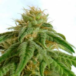 Afrodite Feminizada de Kannabia Seeds