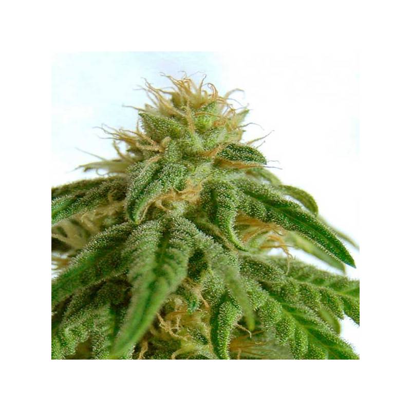 Afrodite Feminizada de Kannabia Seeds