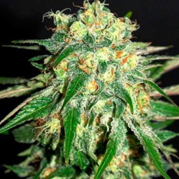 Amnesi-K Feminizada de Kannabia Seeds