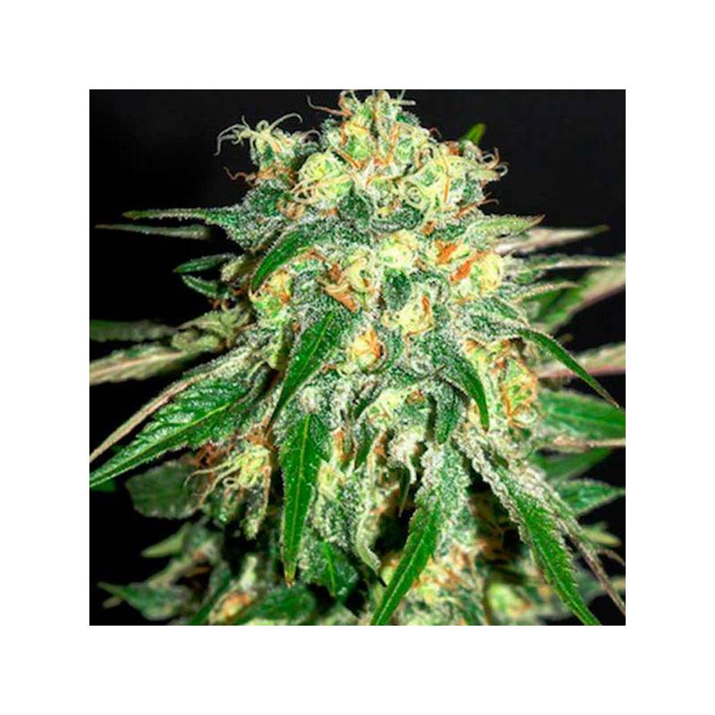 Amnesi-K Feminizada de Kannabia Seeds