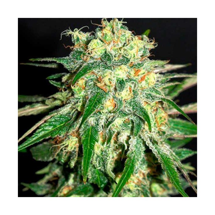 Amnesi-K Feminizada de Kannabia Seeds