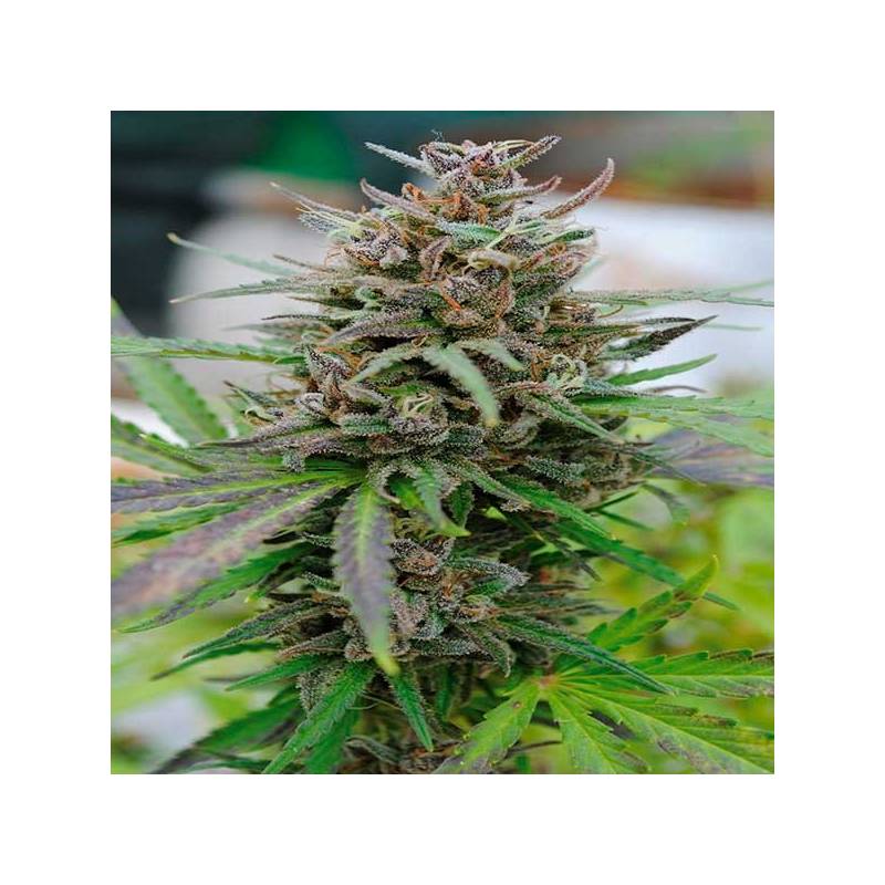 Baby Boom Autofloreciente Feminizada de Kannabia Seeds