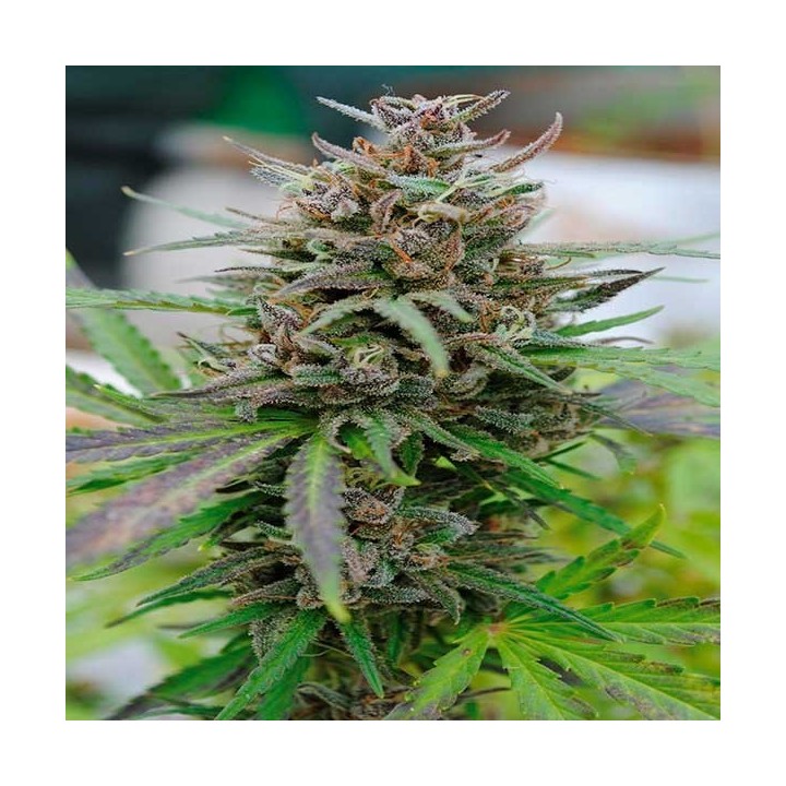 Baby Boom Autofloreciente Feminizada de Kannabia Seeds