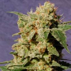 Diesel Glue Feminizada de Kannabia Seeds