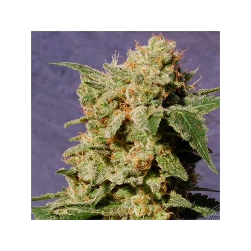 Diesel Glue Feminizada de Kannabia Seeds