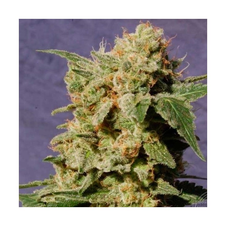 Diesel Glue Feminizada de Kannabia Seeds