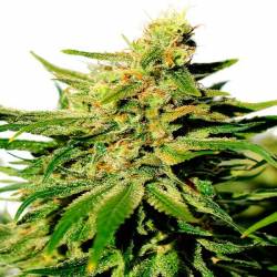 Bcn Diesel CBD Feminizada de Kannabia Seeds