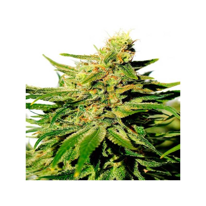 Bcn Diesel CBD Feminizada de Kannabia Seeds