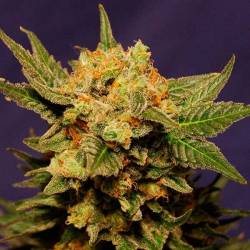 Big Band Feminizada de Kannabia Seeds