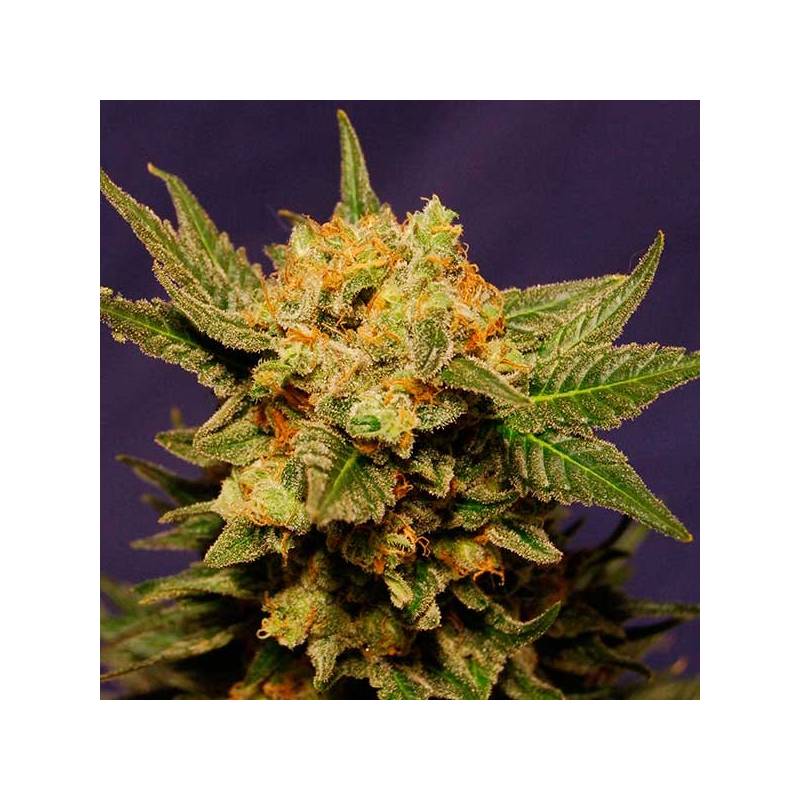 Big Band Feminizada de Kannabia Seeds