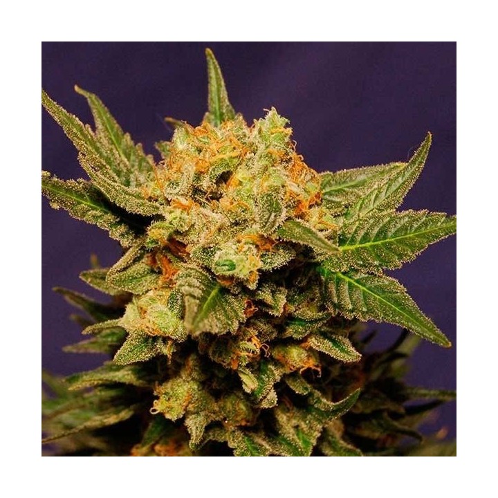 Big Band Feminizada de Kannabia Seeds