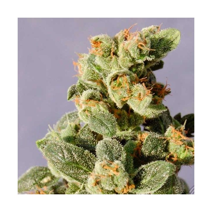 Gnomo Autofloreciente Feminizada de Kannabia Seeds