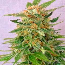 Ginger Punch Autofloreciente Feminizada de Kannabia Seeds