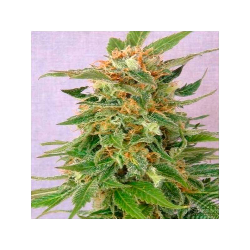 Ginger Punch Autofloreciente Feminizada de Kannabia Seeds