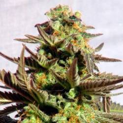 Kreamy Karamel Feminizada de Kannabia Seeds