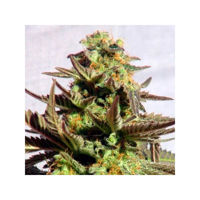 Kreamy Karamel Feminizada de Kannabia Seeds