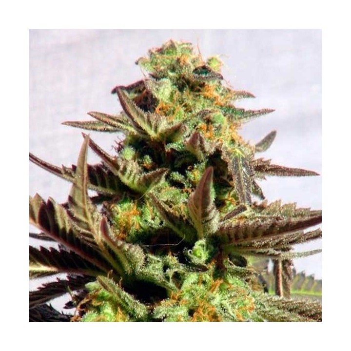 Kreamy Karamel Feminizada de Kannabia Seeds