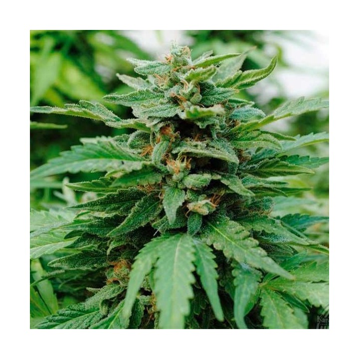 Karibbean Mango Feminizada de Kannabia Seeds