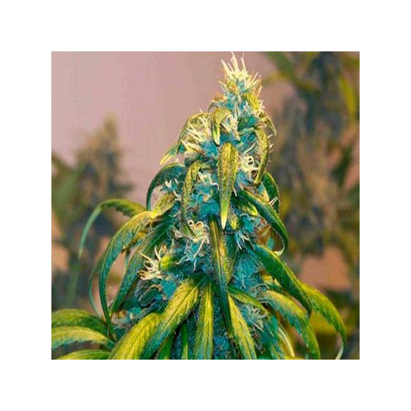 Kritic Autofloreciente Feminizada de Kannabia Seeds