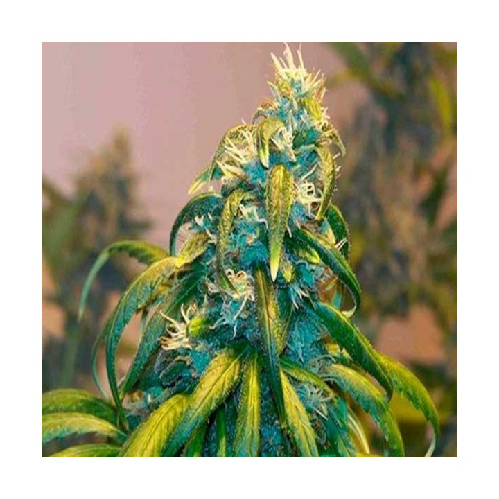 Kritic Autofloreciente Feminizada de Kannabia Seeds