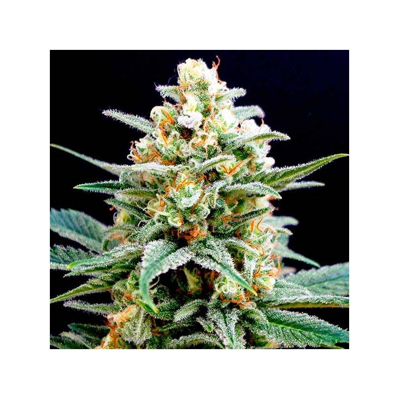 Kritikal-K Feminizada de Kannabia Seeds