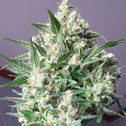 La Blanca Feminizada de Kannabia Seeds