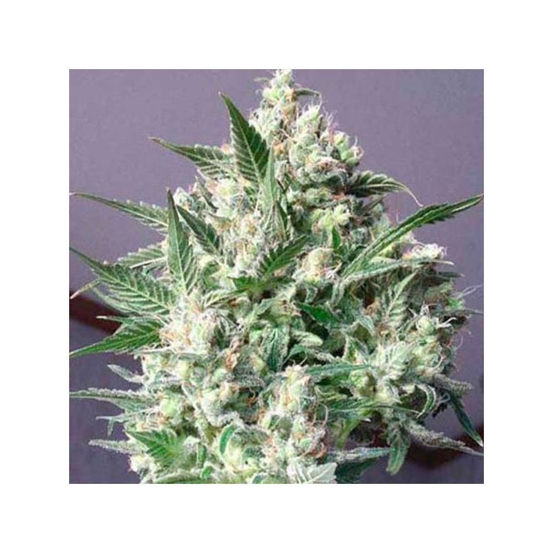 La Blanca Feminizada de Kannabia Seeds