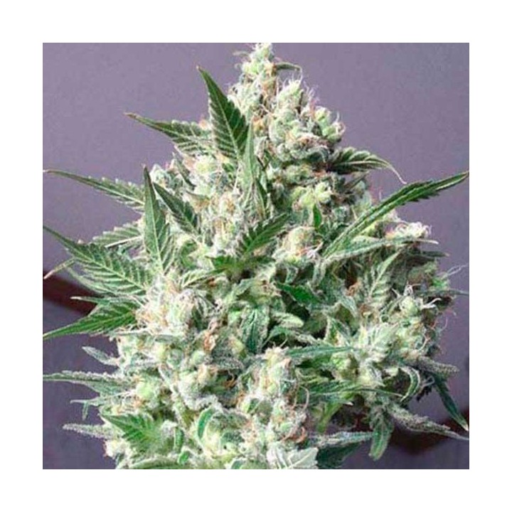 La Blanca Feminizada de Kannabia Seeds