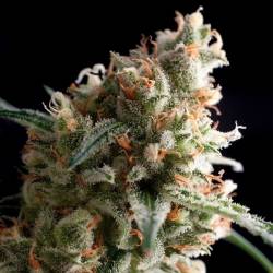 Super Hash Autofloreciente Feminizada de Pyramid Seeds