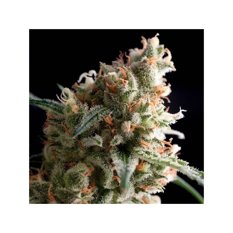 Super Hash Autofloreciente Feminizada de Pyramid Seeds