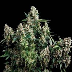 Tutankhamon Autofloreciente Feminizada de Pyramid Seeds