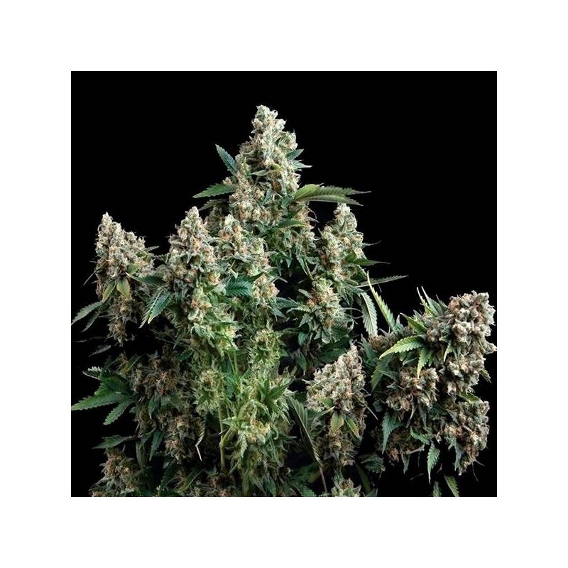 Tutankhamon Autofloreciente Feminizada de Pyramid Seeds