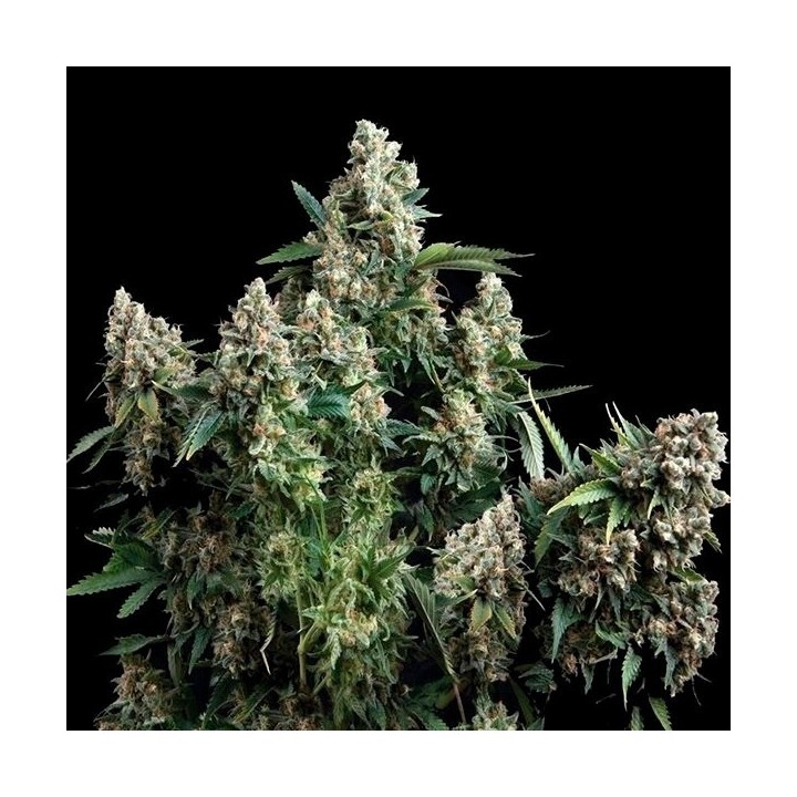 Tutankhamon Autofloreciente Feminizada de Pyramid Seeds