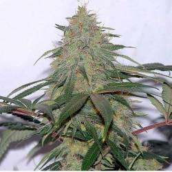 La Reina de Africa Aka Kaboom Feminizada de Kannabia Seeds