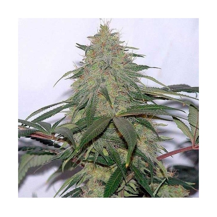 La Reina de Africa Aka Kaboom Feminizada de Kannabia Seeds