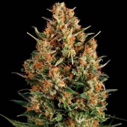 Wembley Autofloreciente Feminizada de Pyramid Seeds