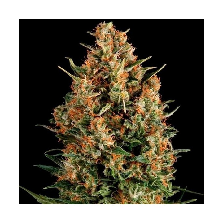 Wembley Autofloreciente Feminizada de Pyramid Seeds