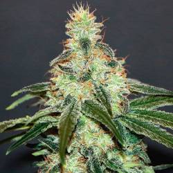 Mataro Blue Feminizada de Kannabia Seeds