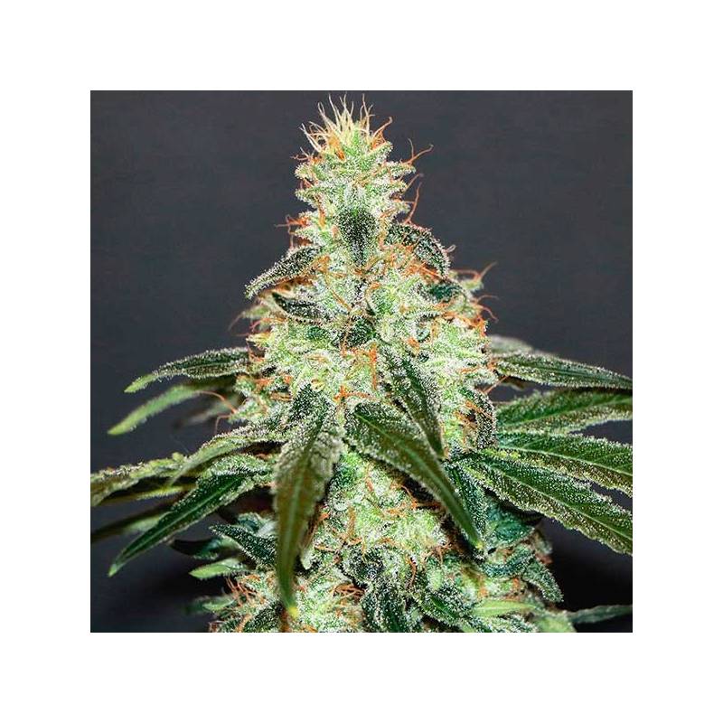 Mataro Blue Feminizada de Kannabia Seeds