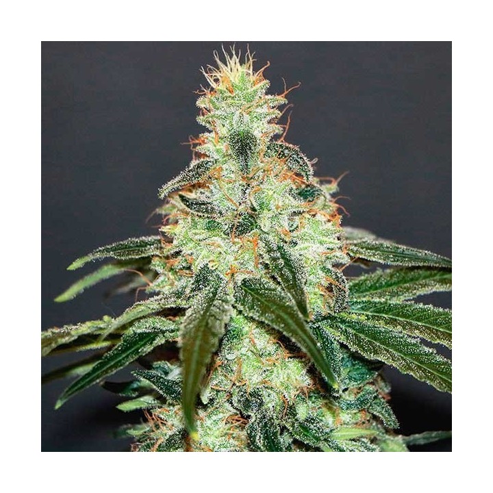 Mataro Blue Feminizada de Kannabia Seeds