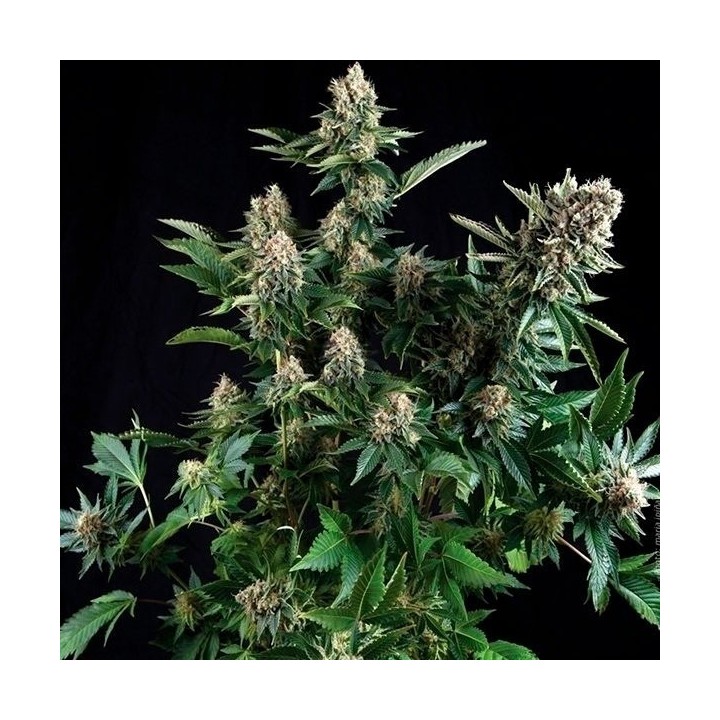White Widow Autofloreciente Feminizada de Pyramid Seeds